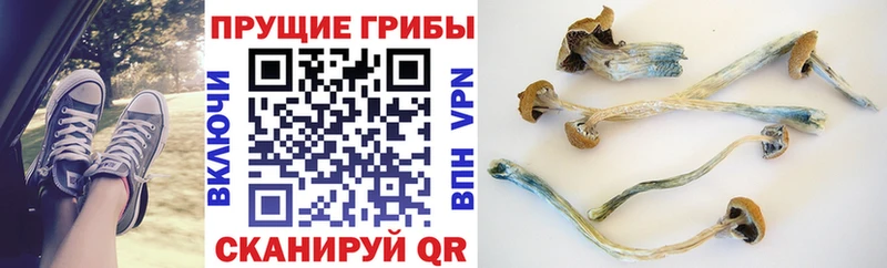 Галлюциногенные грибы мицелий  Купить где  Новодвинск 